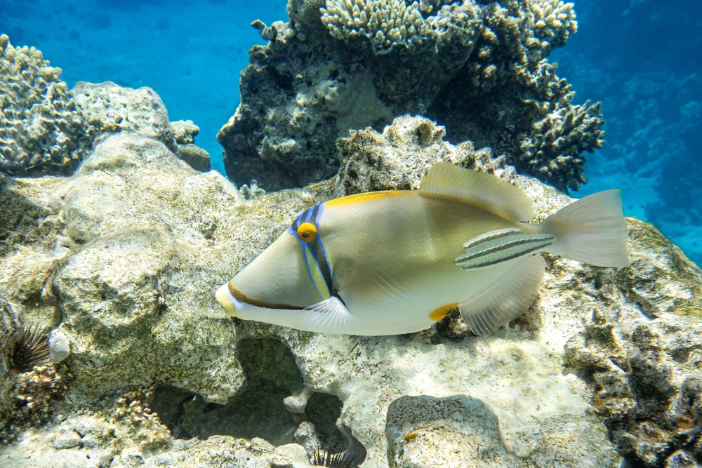 Rotmeer-Picasso-Drückerfisch (Rhinecanthus assasi)