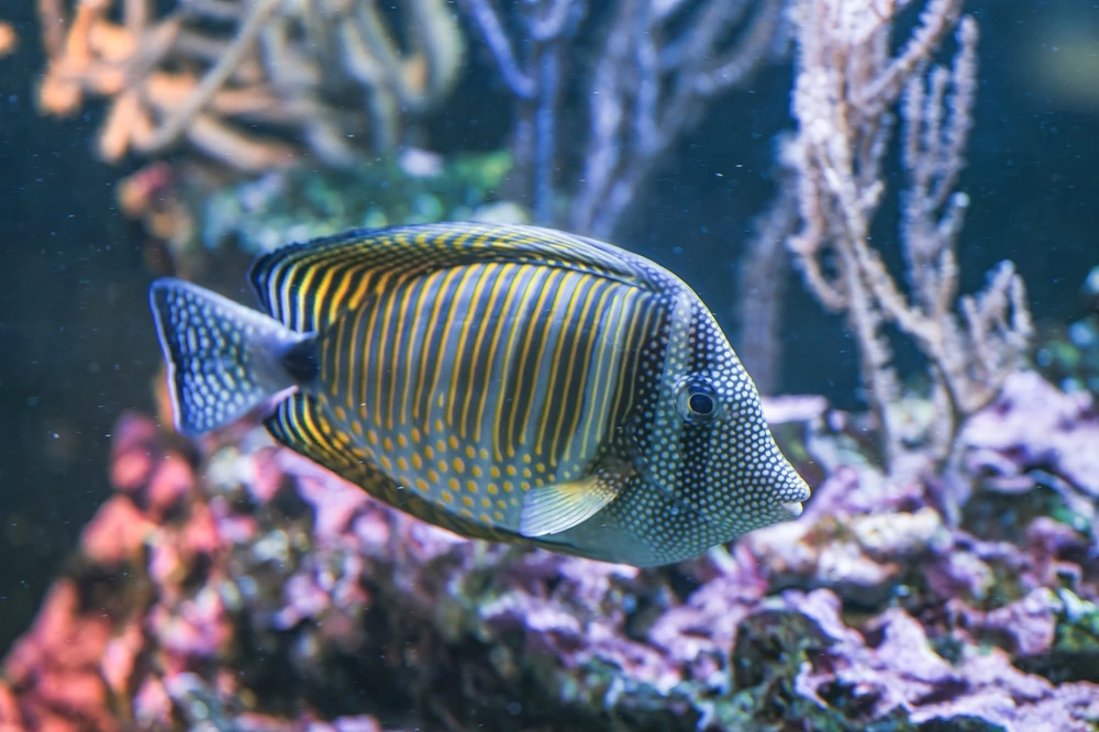 Rotmeer-Segelflossen-Doktorfisch (Zebrasoma desjardinii)