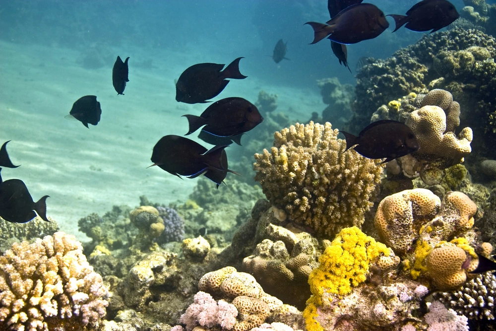 Rotmeer-Zwergkaiserfisch (Centropyge multispinis)