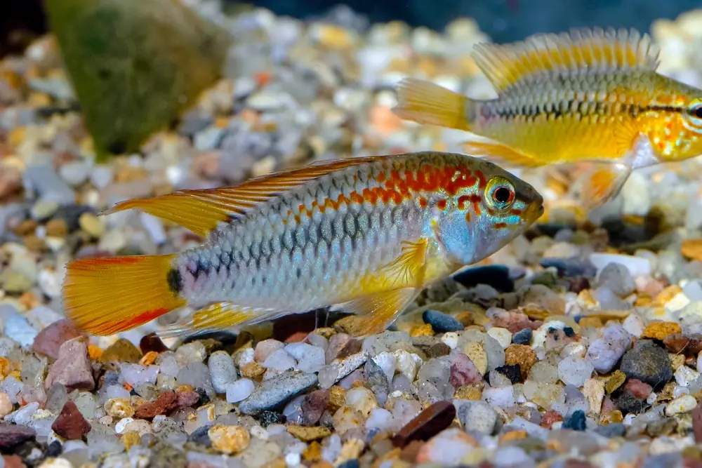 Rotrücken-Apistogramma (Apistogramma viejita)