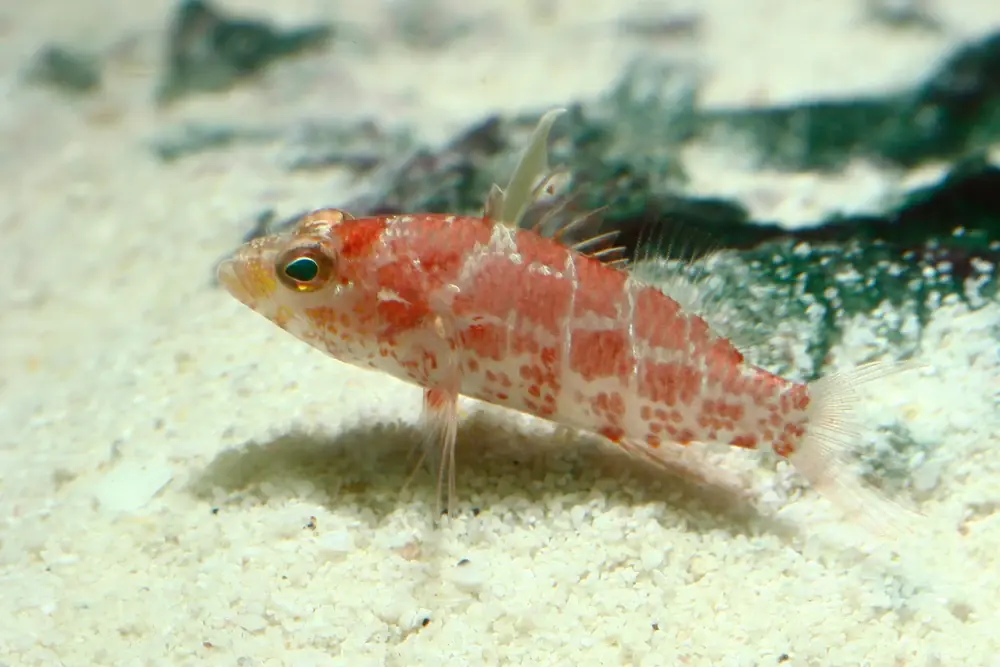 Rotrücken-Sägebarsch (Plectranthias inermis)
