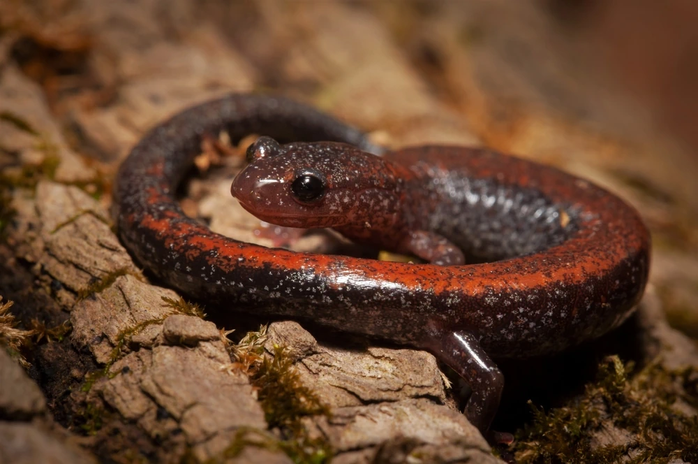 Rotrücken-Salamander (Plethodon cinereus)