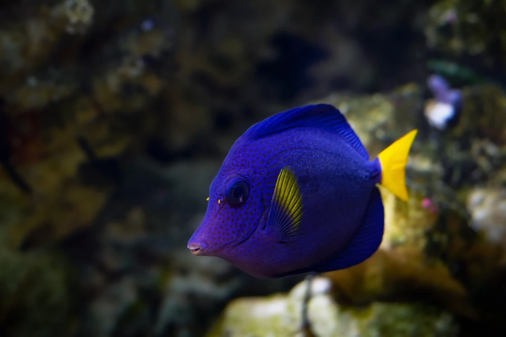 Rotrücken-Segelflossen-Doktorfisch (Zebrasoma xanthurum)