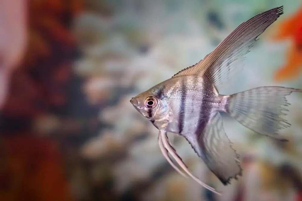 Pterophyllum scalare