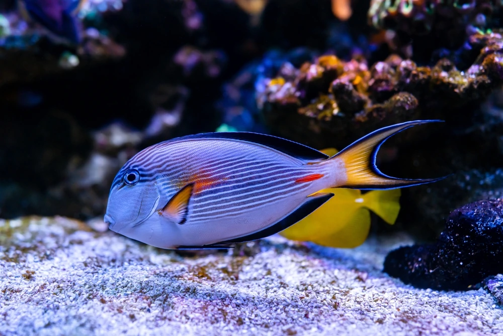 Rotschwanz-Doktorfisch (Acanthurus pyroferus)