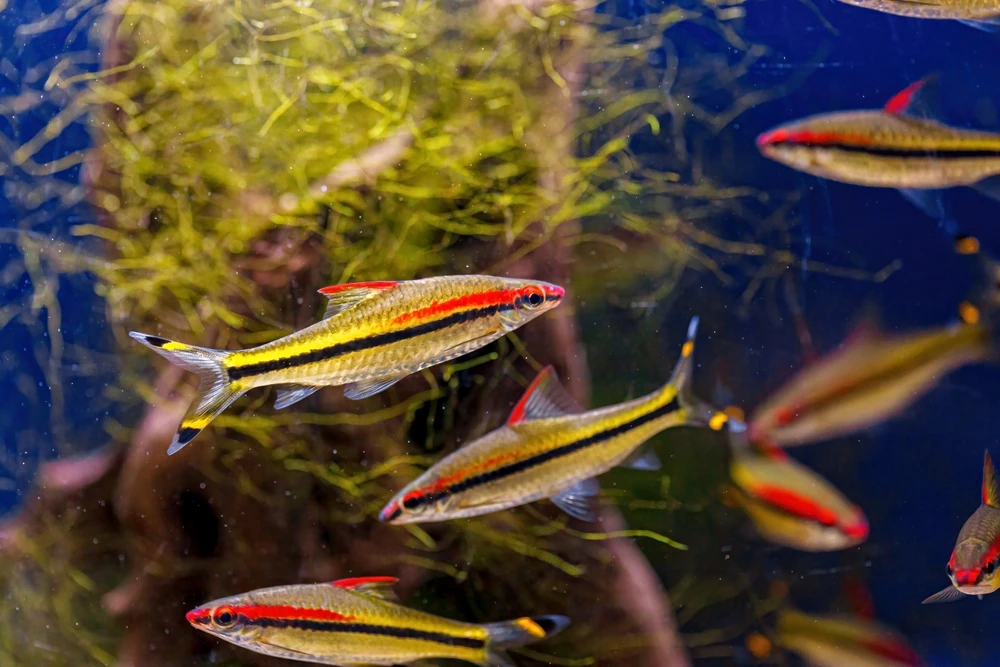 Rotschwanz-Torpedobarbe (Sahyadria denisonii)