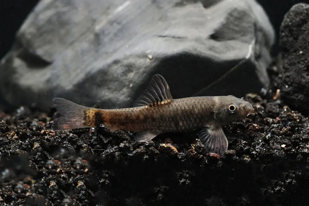 Rotstrich-Algenfresser (Garra rufa)