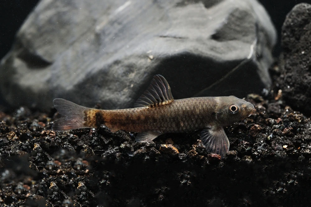 Rotstrich-Algenfresser (Garra rufa)