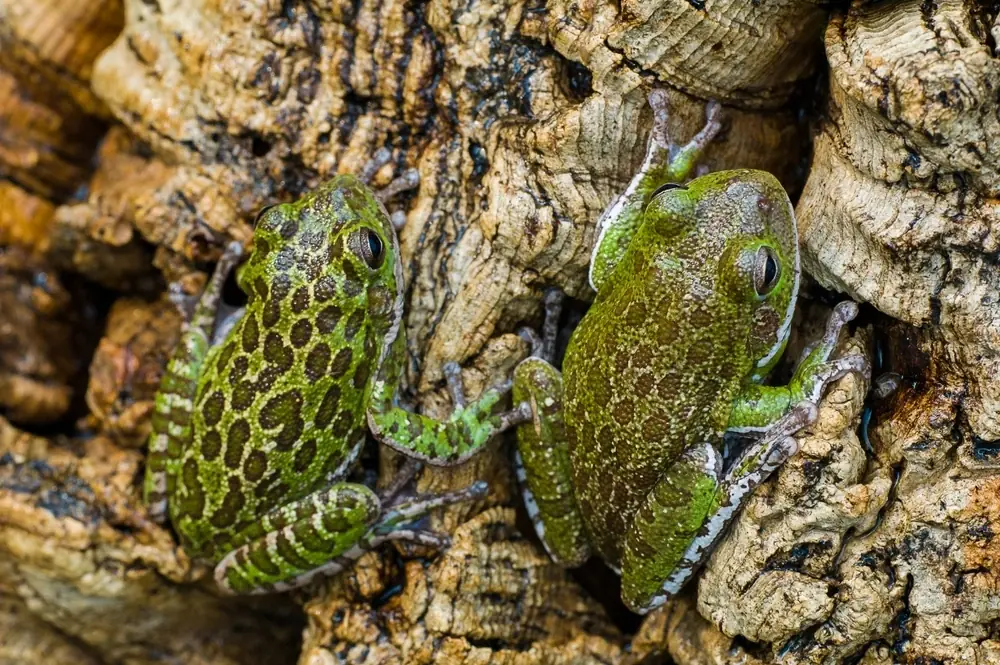 Rotwangen-Laubfrosch (Hyla gratiosa)