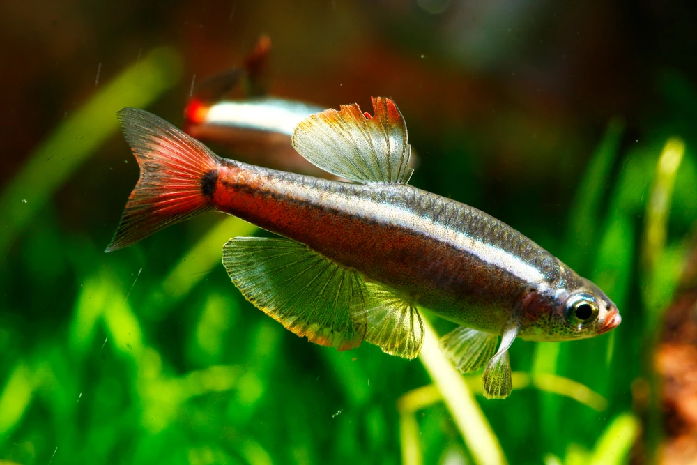 Rubin-Kardinalfisch (Tanichthys micagemmae)