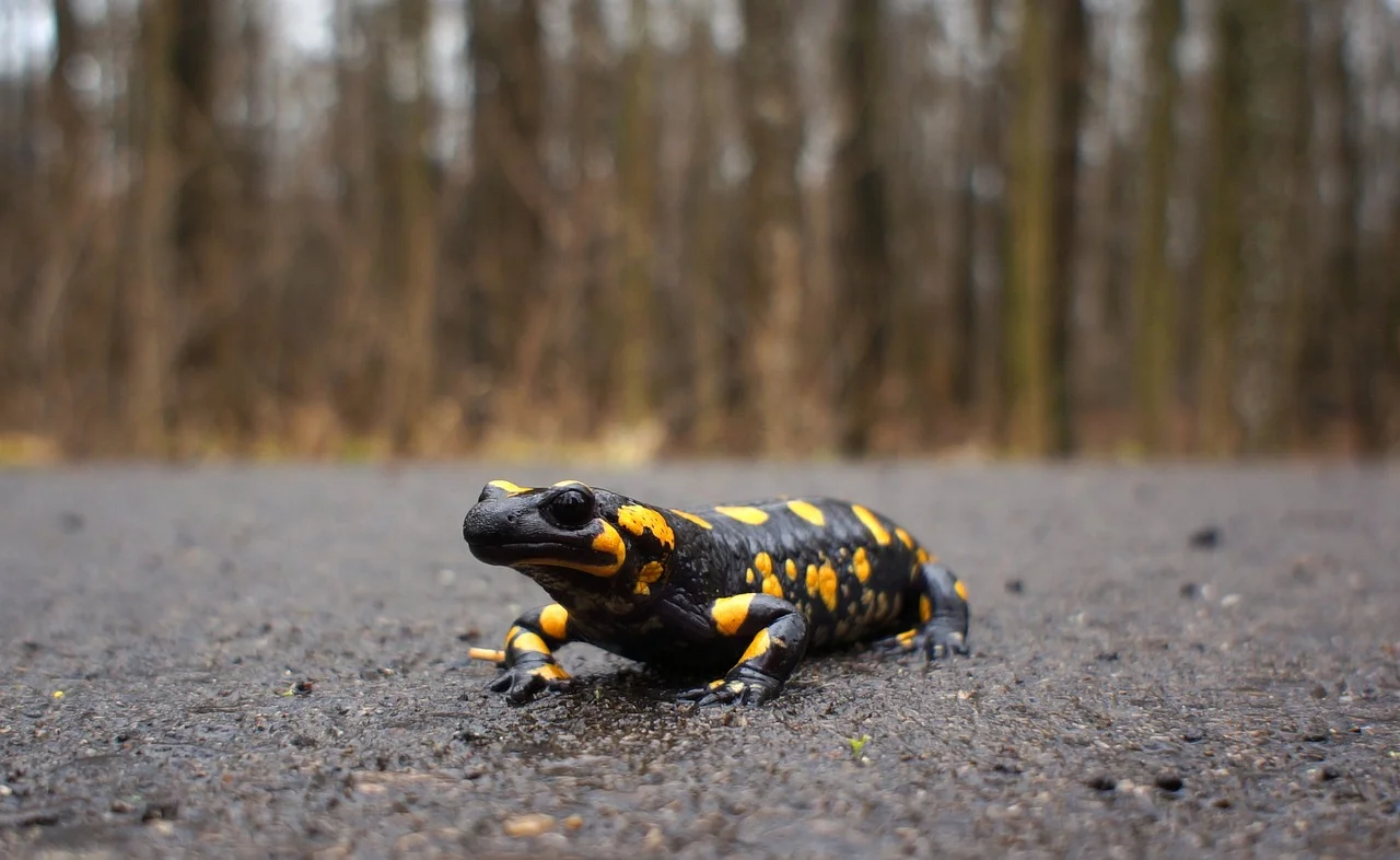nature, salamander, fire salamander