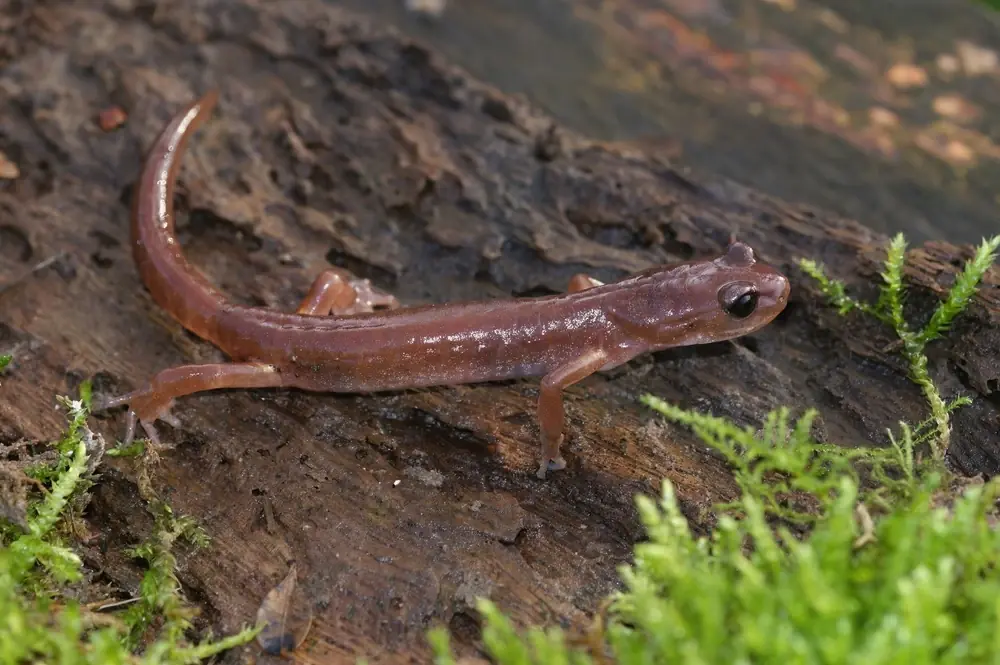 Santa-Cruz-Lungloser Salamander (Ensatina eschscholtzii eschscholtzii)