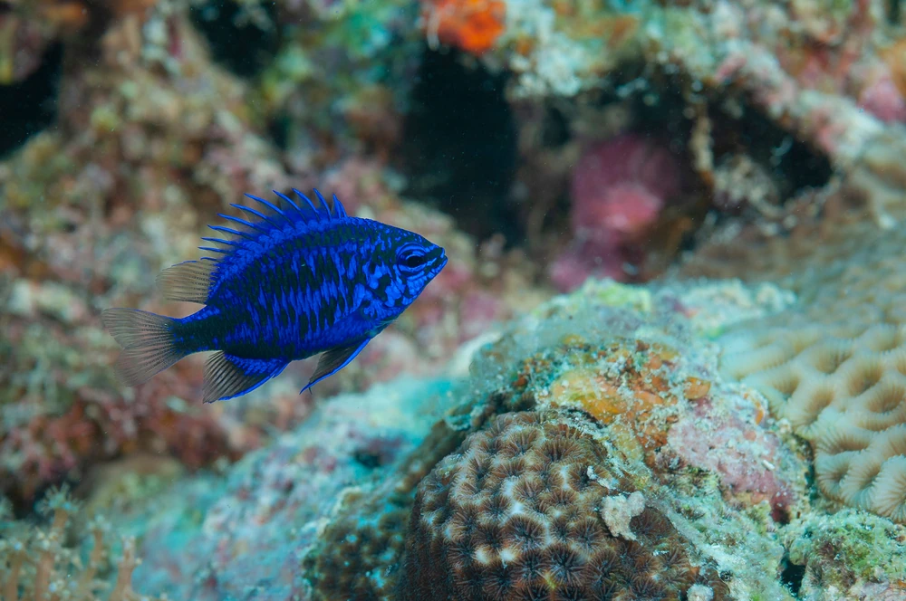 Saphir-Demoiselle (Chrysiptera springeri)