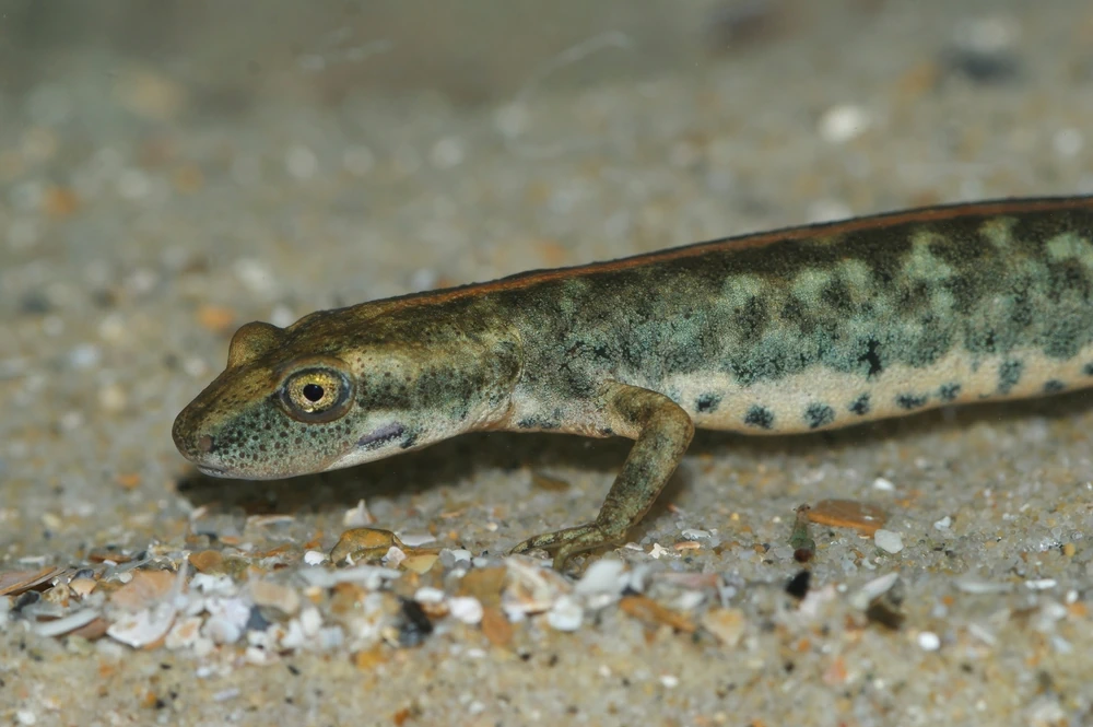 Sardischer Gebirgsmolch (Euproctus platycephalus)