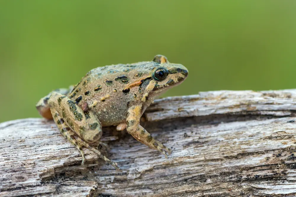 Sardischer Scheibenzüngler (Discoglossus sardus)
