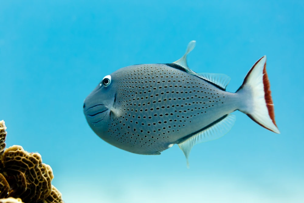 Sargassum-Drückerfisch (Xanthichthys ringens)