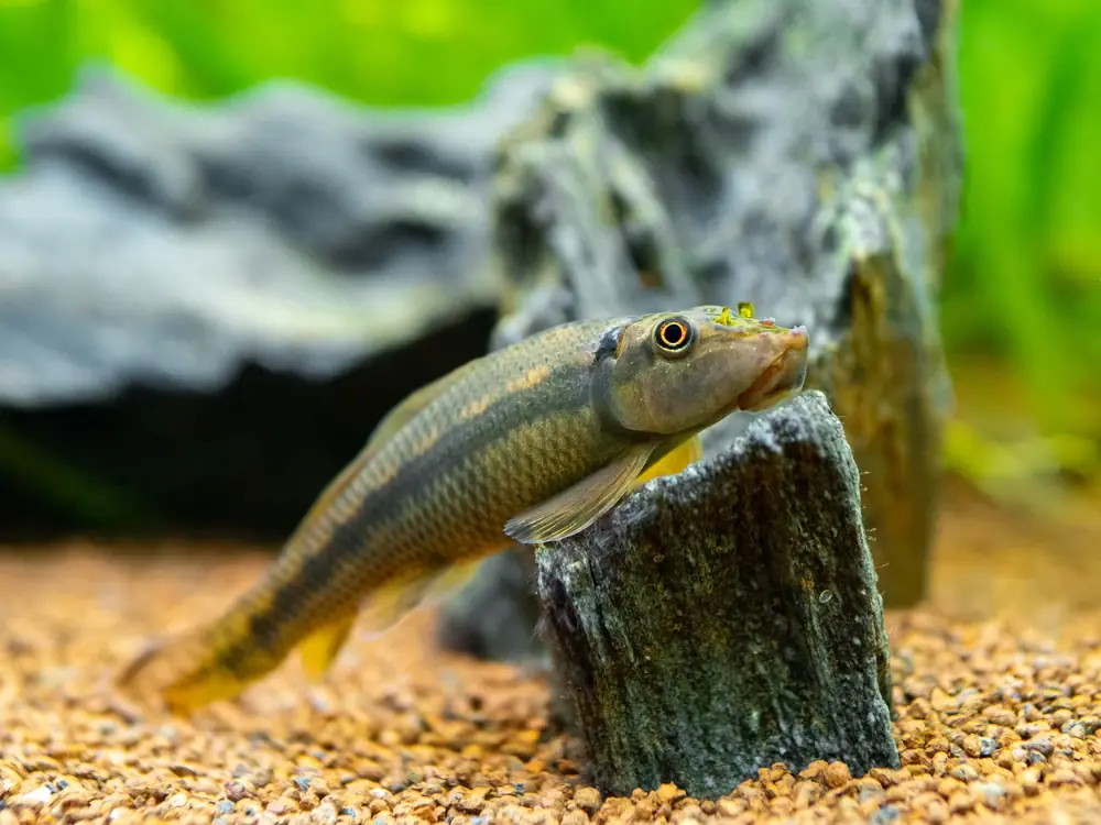 Saugschmerle (Gyrinocheilus aymonieri)