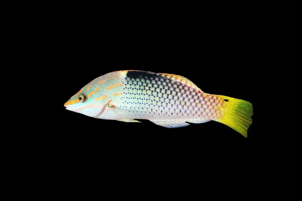 Schachbrett-Junker (Halichoeres hortulanus)