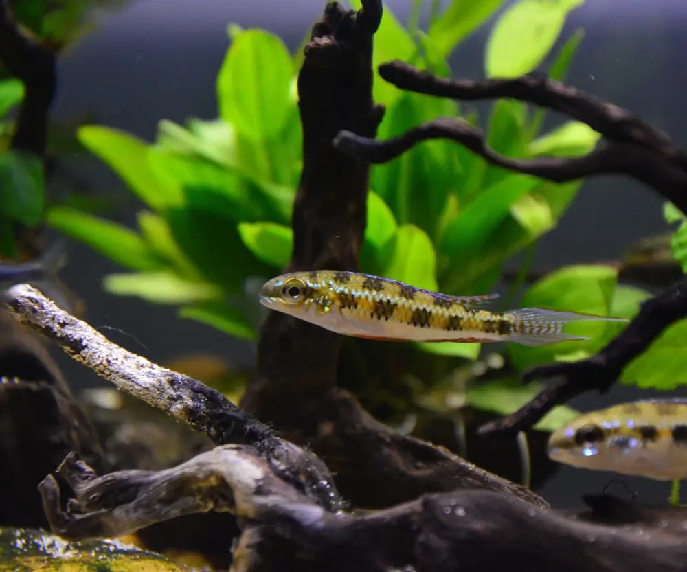 Schachbrettcichlide (Dicrossus filamentosus)