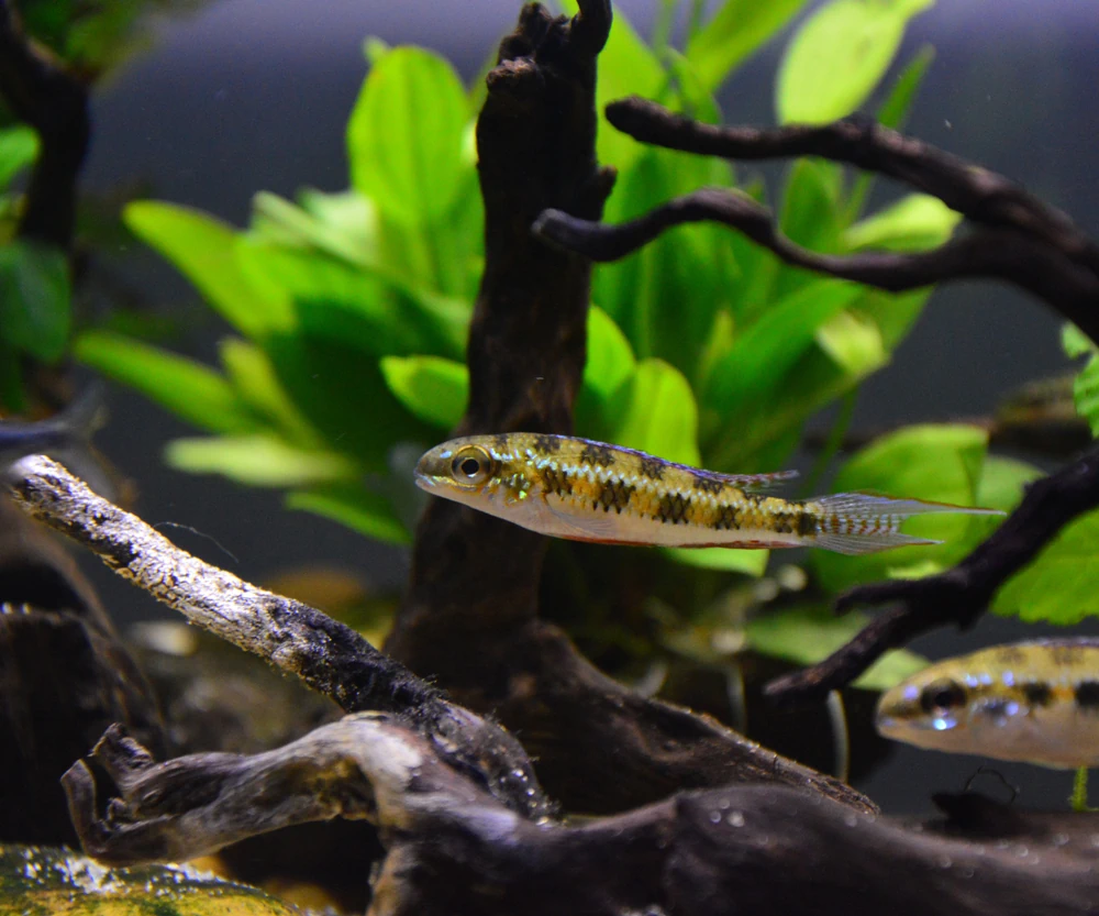 Schachbrettcichlide (Dicrossus filamentosus)