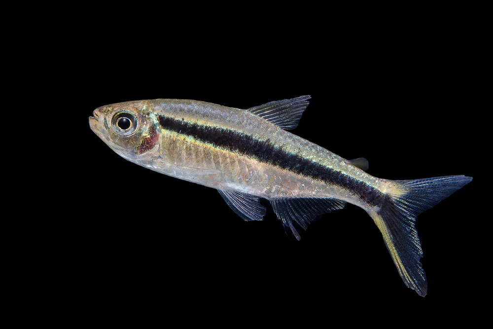 Schachbrettsalmler (Thayeria boehlkei)