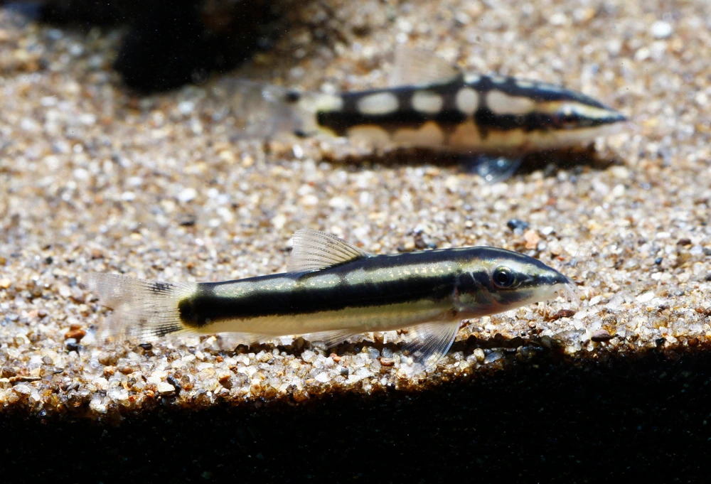 Schachbrettschmerle (Yasuhikotakia sidthimunki)