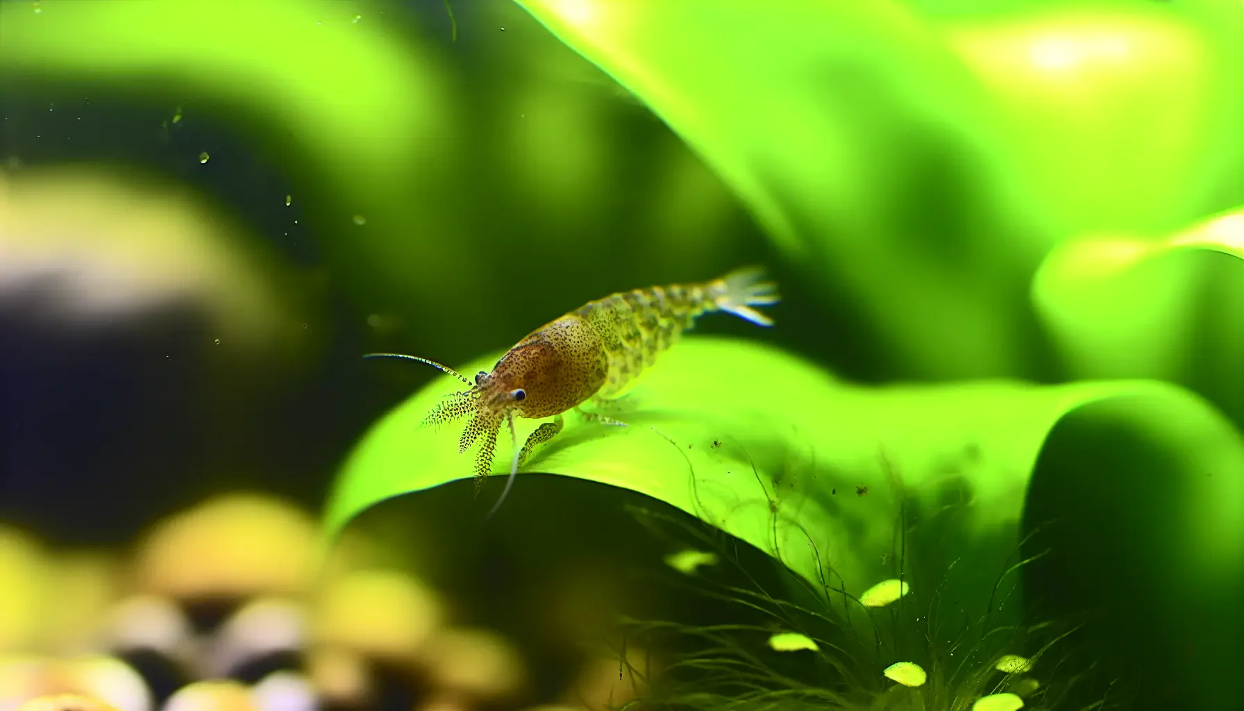 Schädlinge auf Pflanzen und Tieren