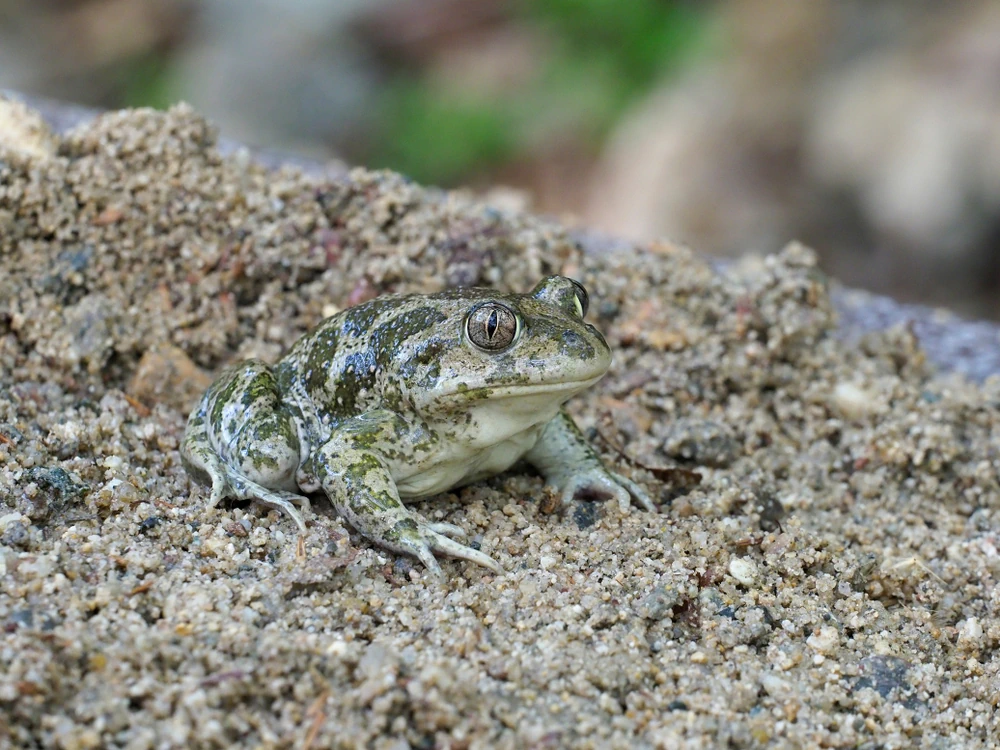 Schaufelfußkröte (Scaphiopus holbrookii)
