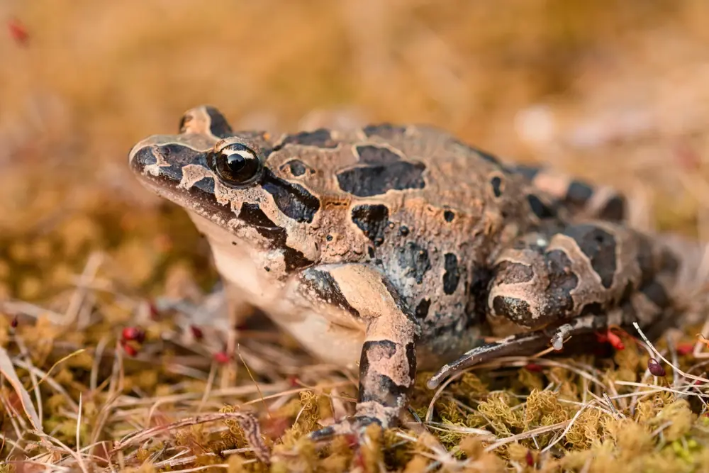 Scheibenzüngler (Discoglossus pictus)