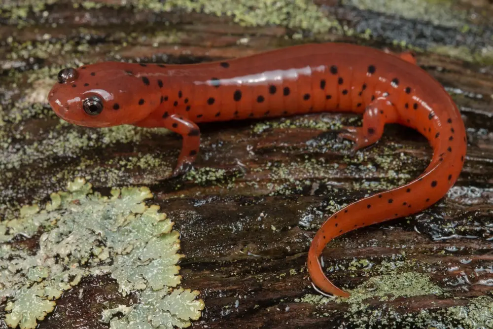 Schlamm-Salamander (Pseudotriton montanus)