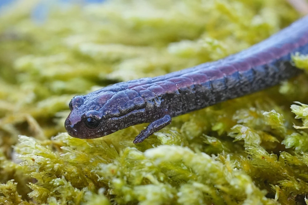 Schlank-Salamander (Batrachoseps attenuatus)