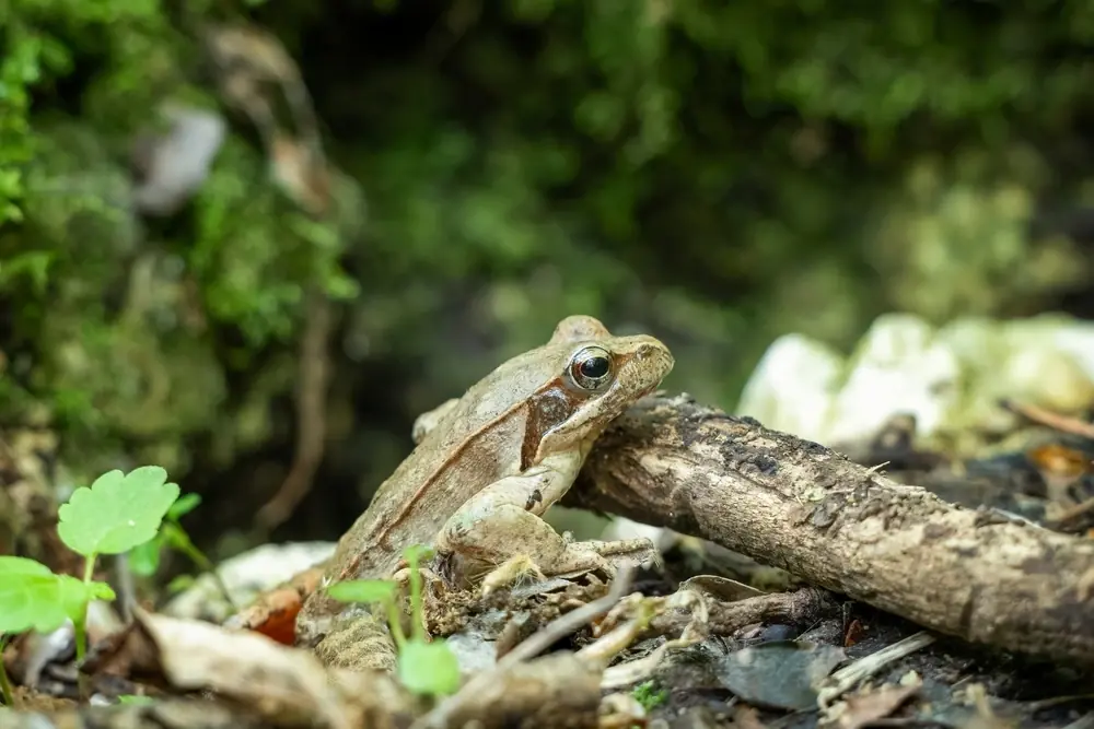 Schlankfrosch (Rana dalmatina)