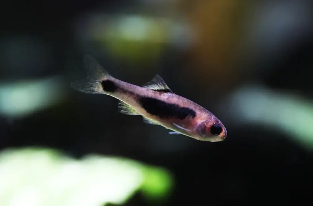 Schmetterlingsbarbe (Barbus hulstaerti)