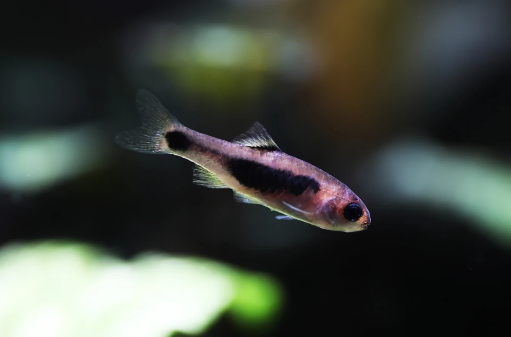 Schmetterlingsbarbe (Barbus hulstaerti)