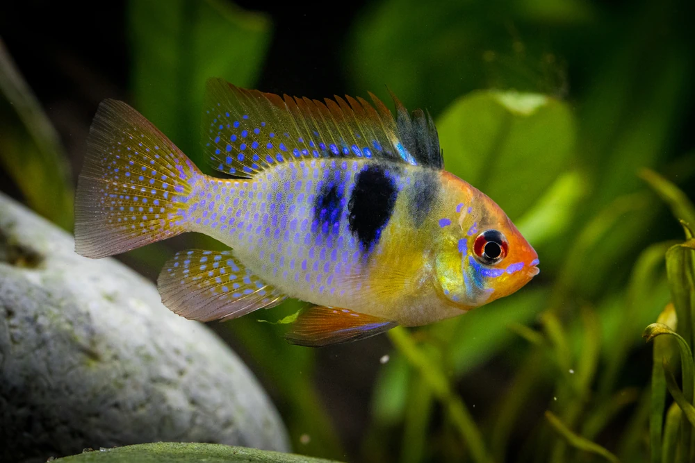 Schmetterlingsbuntbarsch (Mikrogeophagus ramirezi)