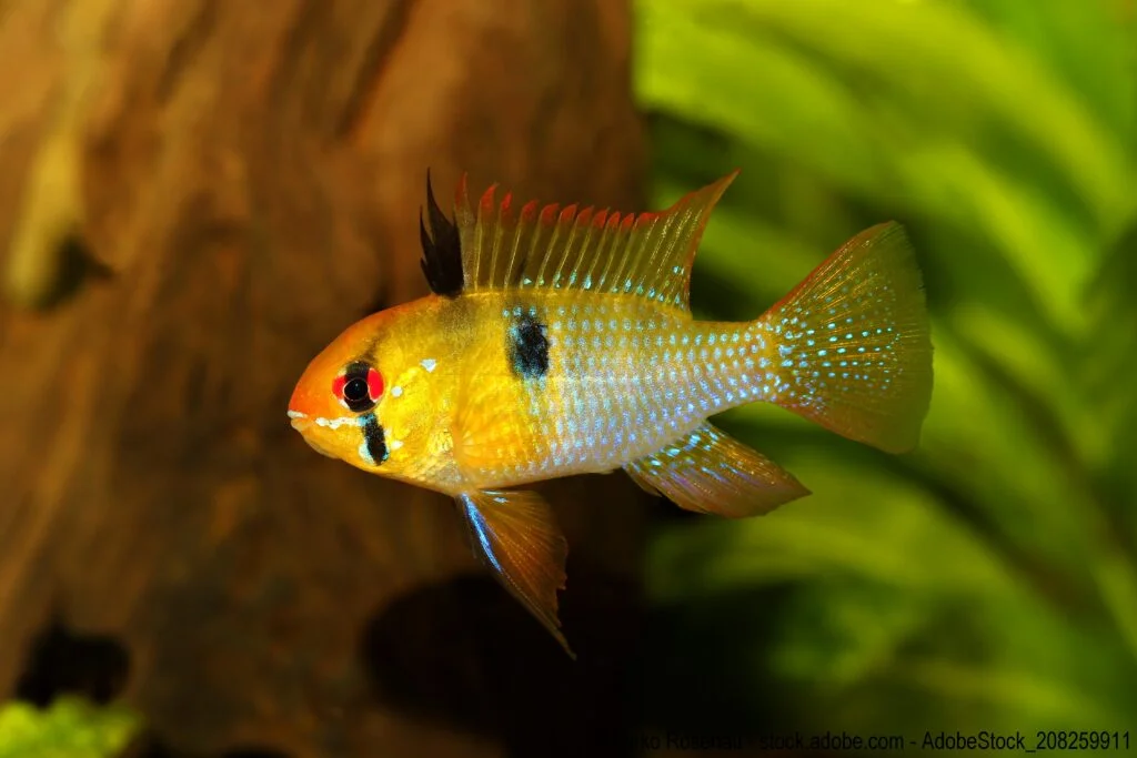 Schmetterlingsbuntbarsch