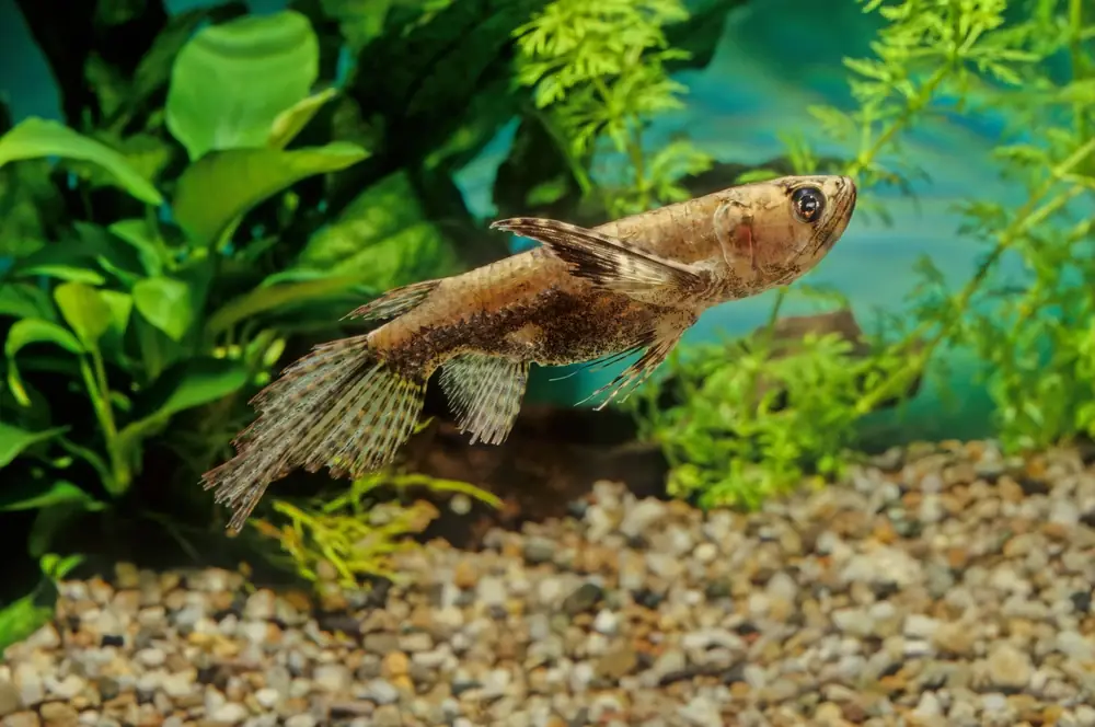 Schmetterlingsfisch (Pantodon buchholzi)