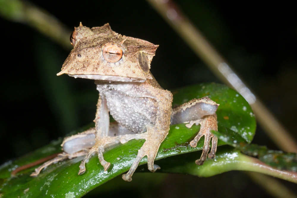Schnabelkopf-Laubfrosch (Hemiphractus bubalus)