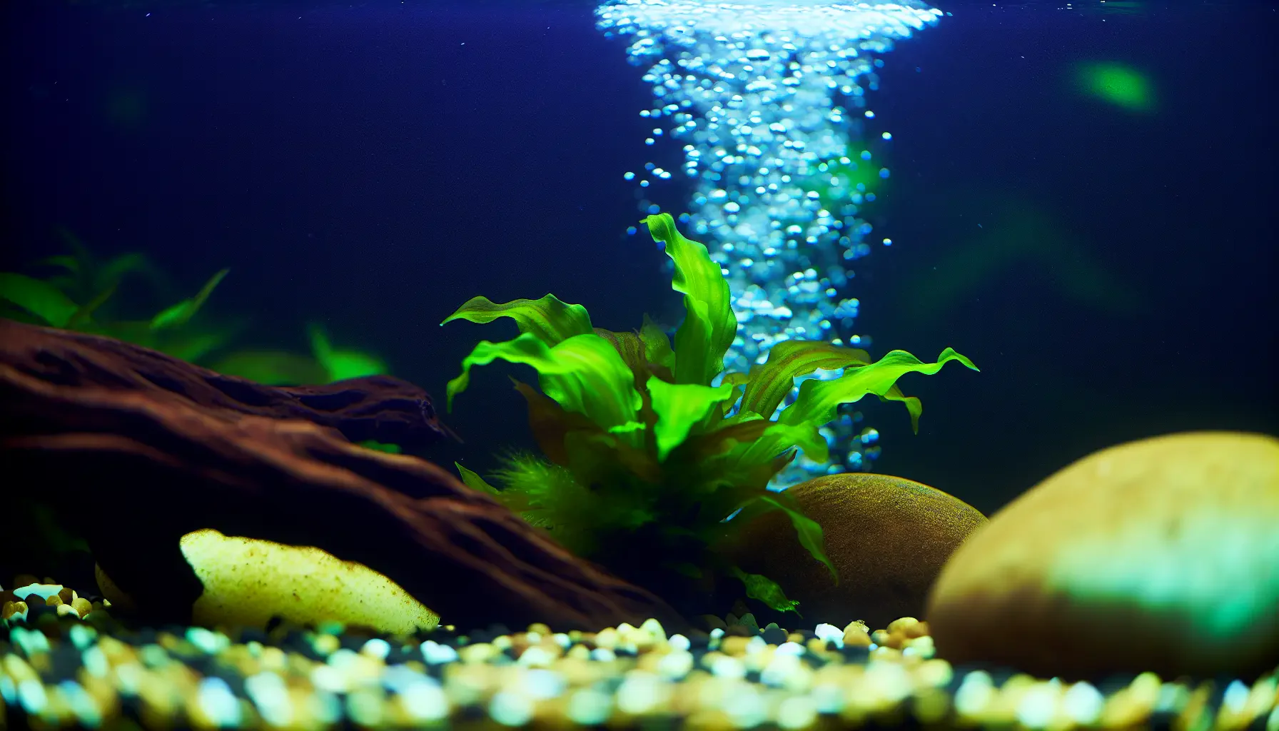 Schnellwachsende Pflanzen für das Aquarium