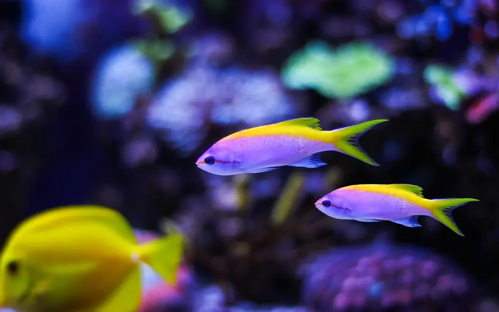 Schwalbenschwanz-Fahnenbarsch (Pseudanthias evansi)