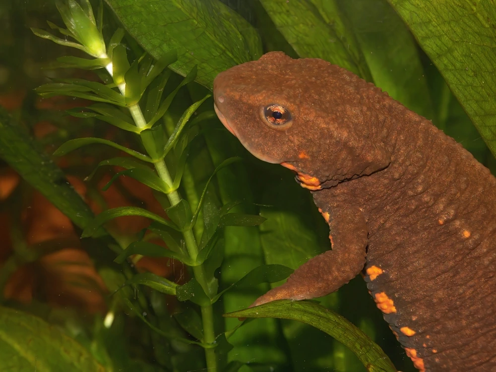 Schwarzbauchmolch (Paramesotriton deloustali)