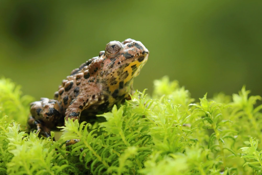 Schwarze Unke (Bombina maxima)