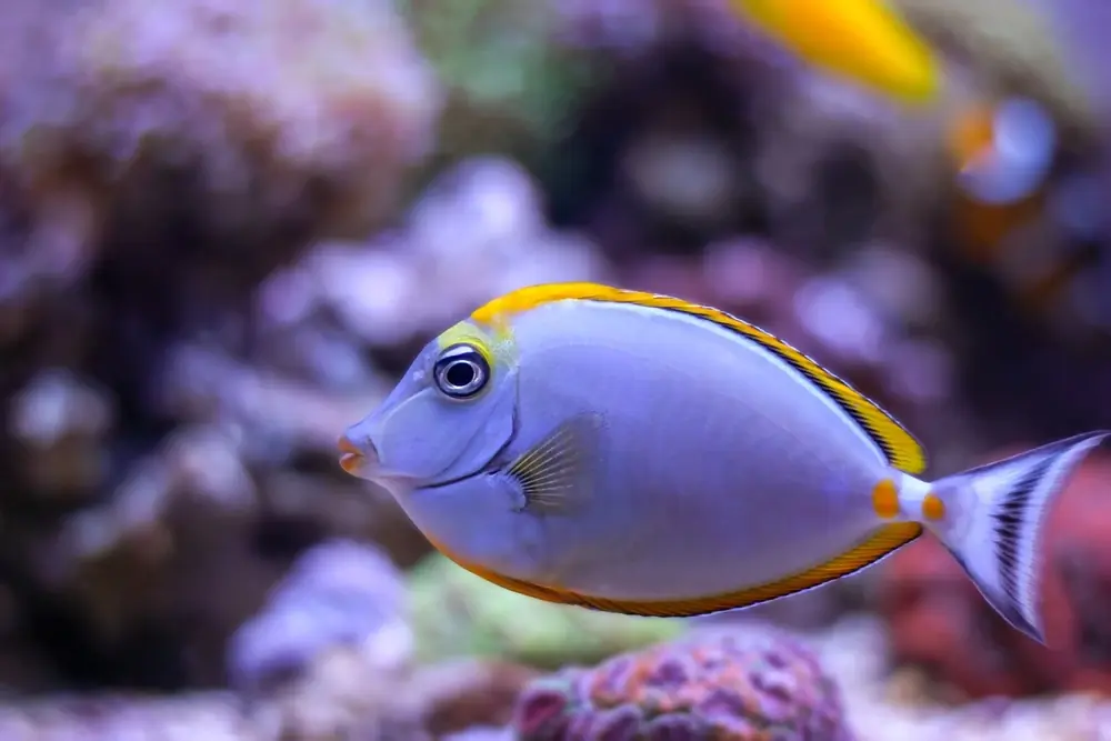 Schwarzer Nasendoktorfisch (Naso elegans)