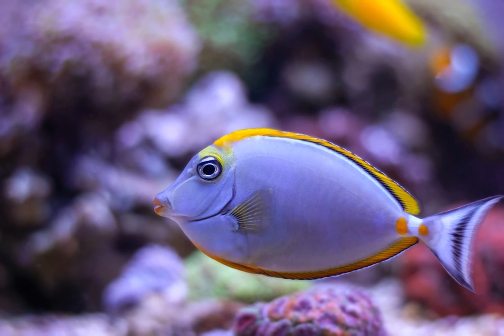 Schwarzer Nasendoktorfisch (Naso elegans)