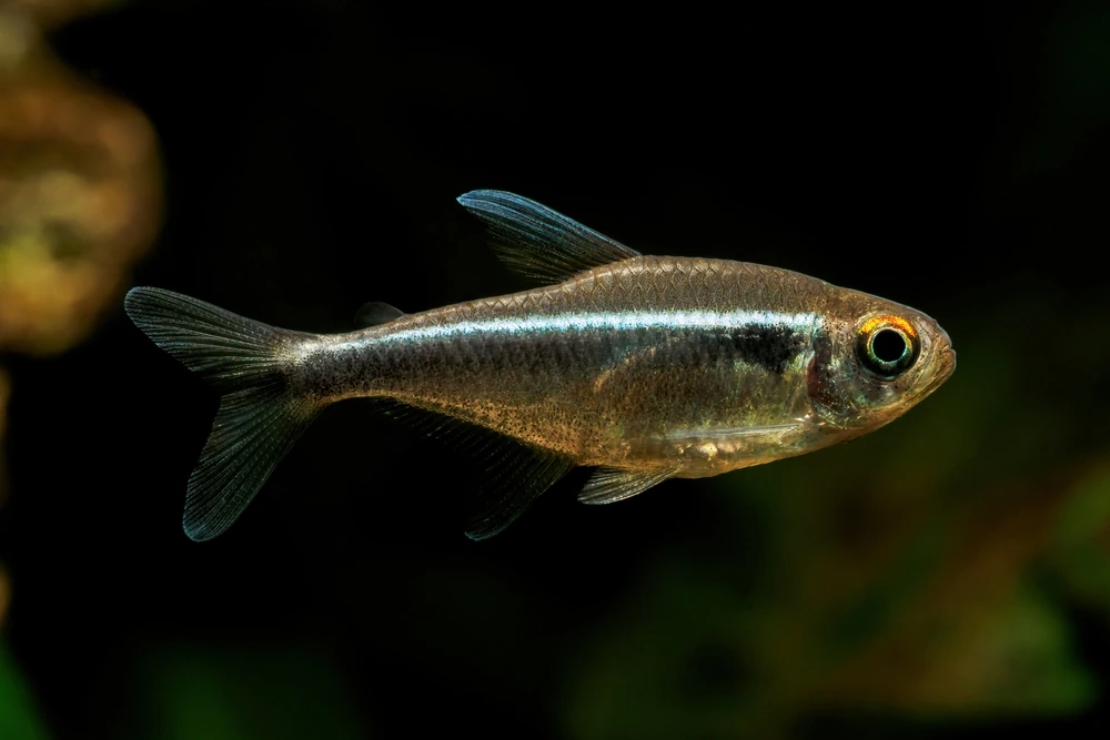Schwarzer Neon (Hyphessobrycon herbertaxelrodi)