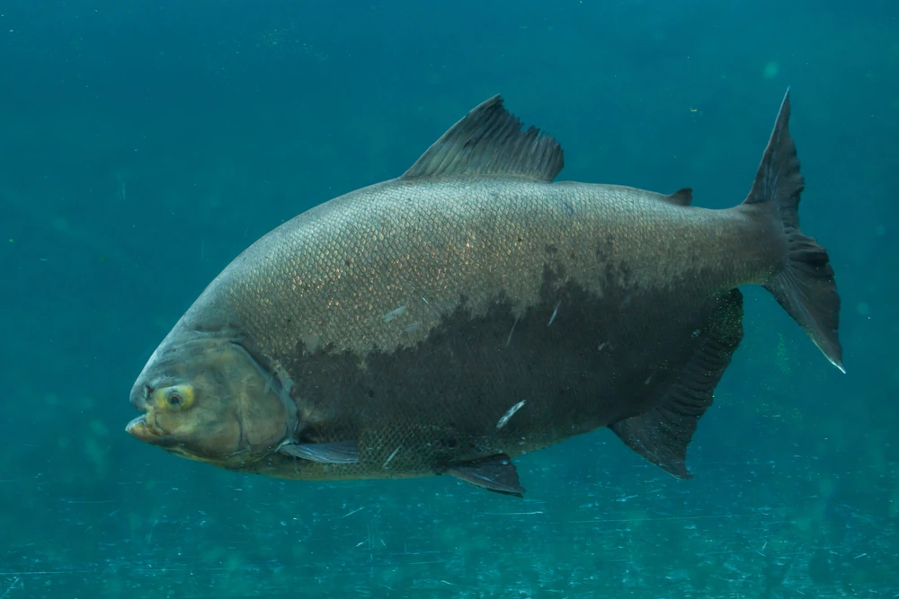 Schwarzer Pacu (Colossoma macropomum)