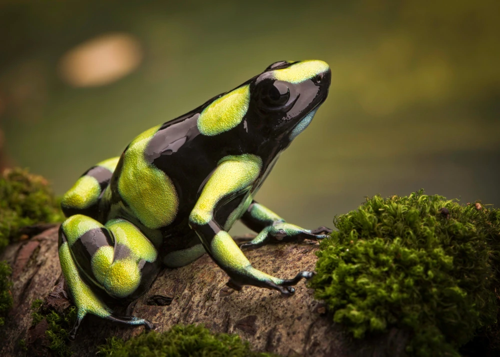 Schwarzer Pfeilgiftfrosch (Dendrobates auratus)