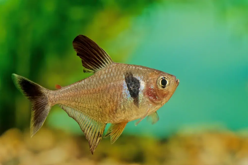 Schwarzer Phantomsalmler (Hyphessobrycon megalopterus)