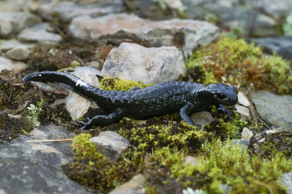 Schwarzer Salamander (Salamandra atra)