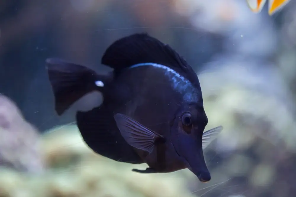 Schwarzer Segelflossen-Doktorfisch (Zebrasoma rostratum)